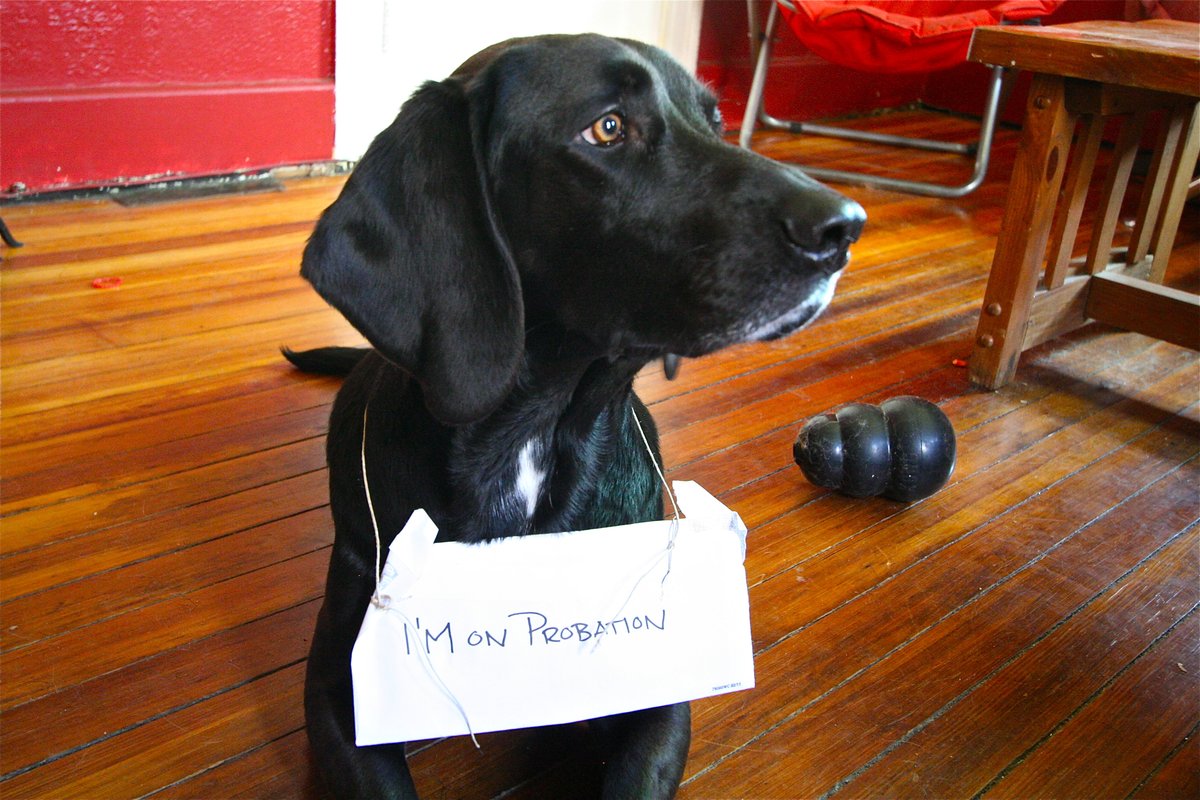 Fritz wearing a sign that says I'm on probation