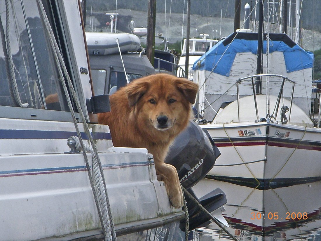 Kodi in Alaska