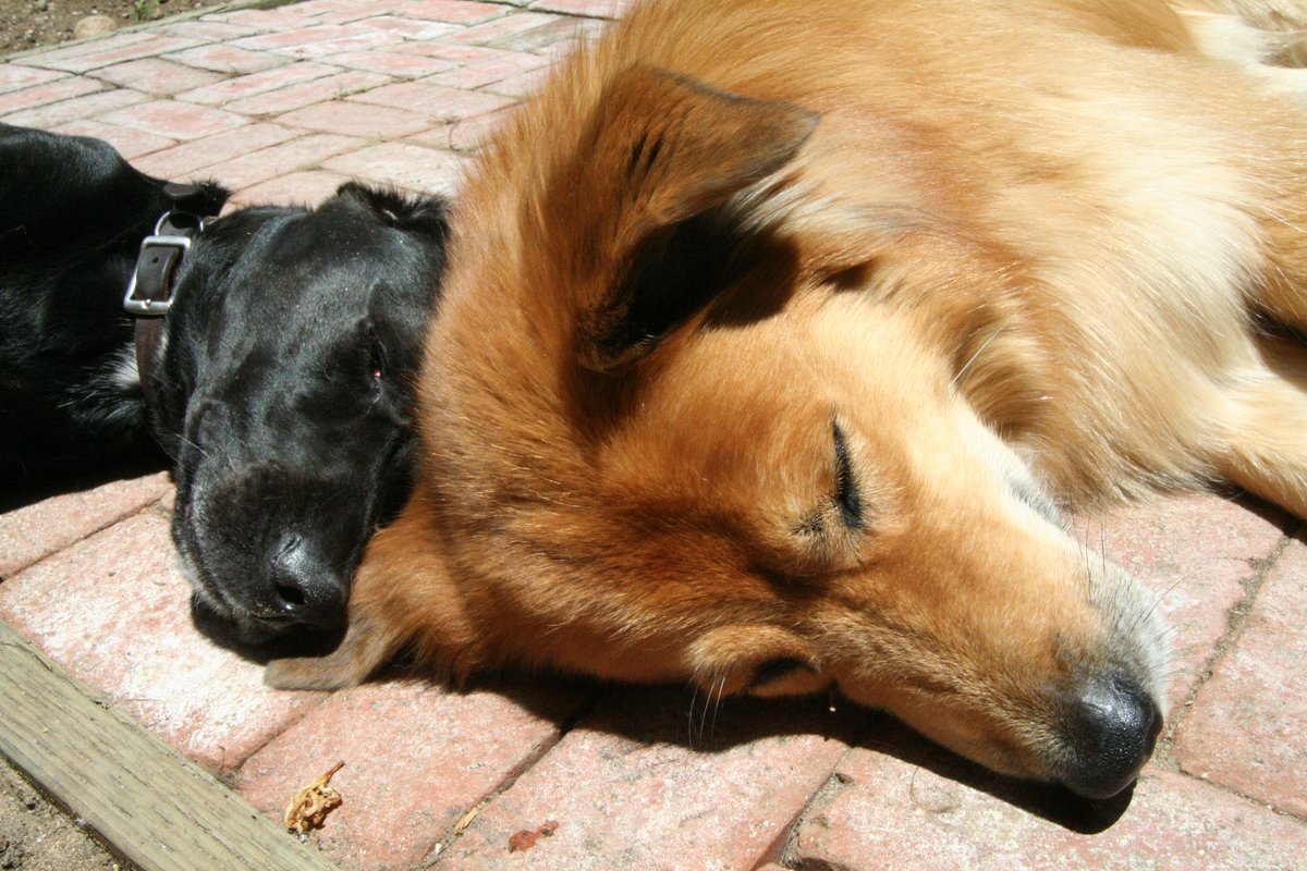 Kodi and Fritz resting together