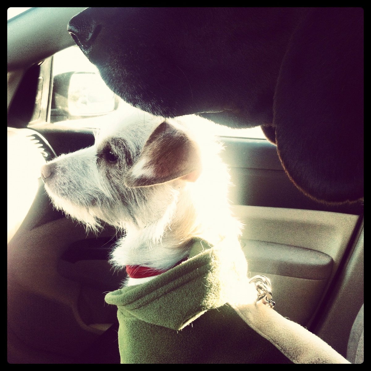 Beatrix in the front seat