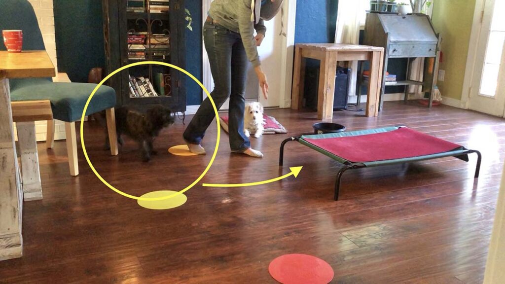 Send Away training space setup, spot markers and elevated cot on hardwood floor