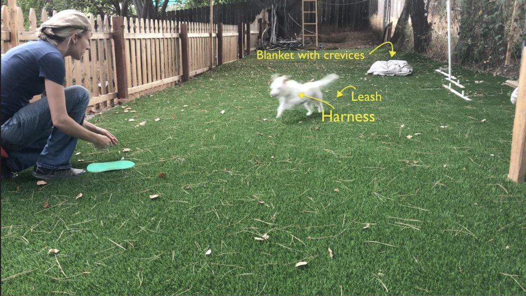 Outdoor recall training setup, harness, leash, blanket