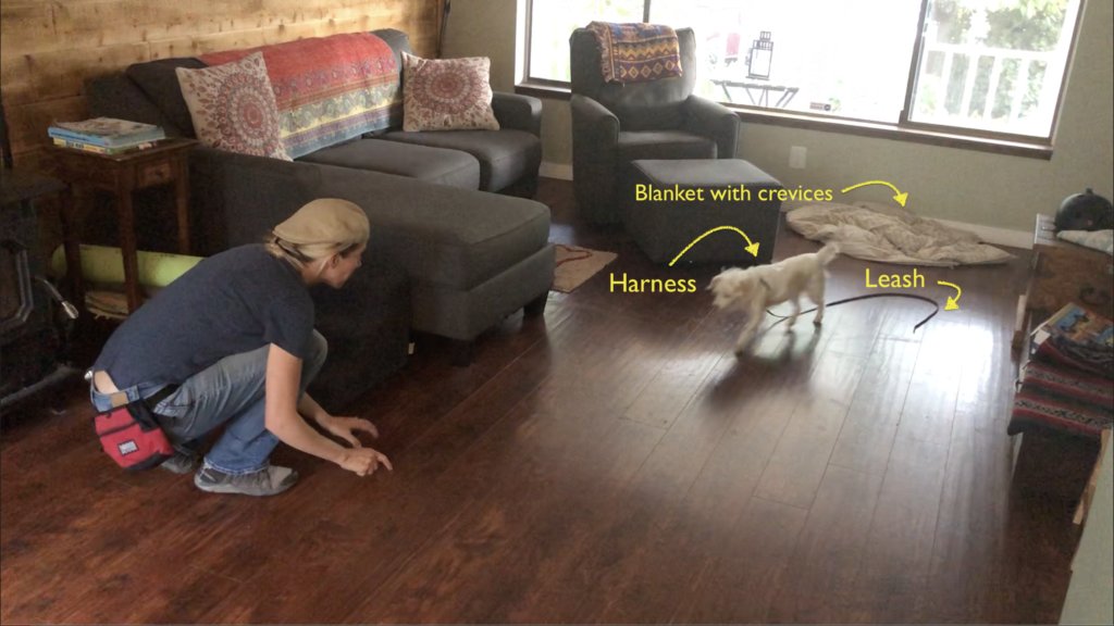 Indoor recall training setup, harness, leash, blanket