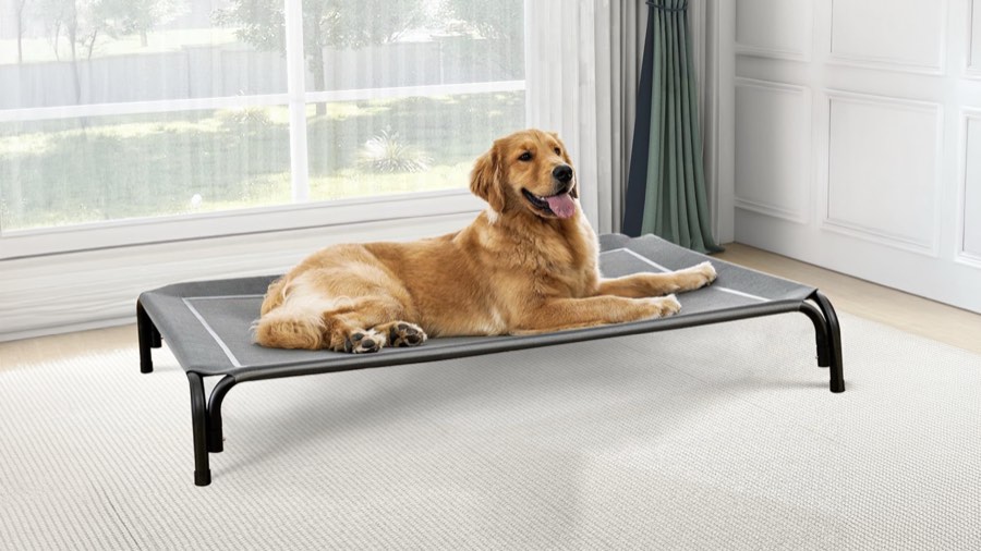 A dog resting on an elevated cot