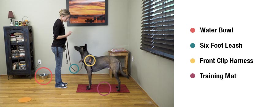 Training space setup. Water Bowl, Six Foot Leash, Front Clip Harness, Training Mat