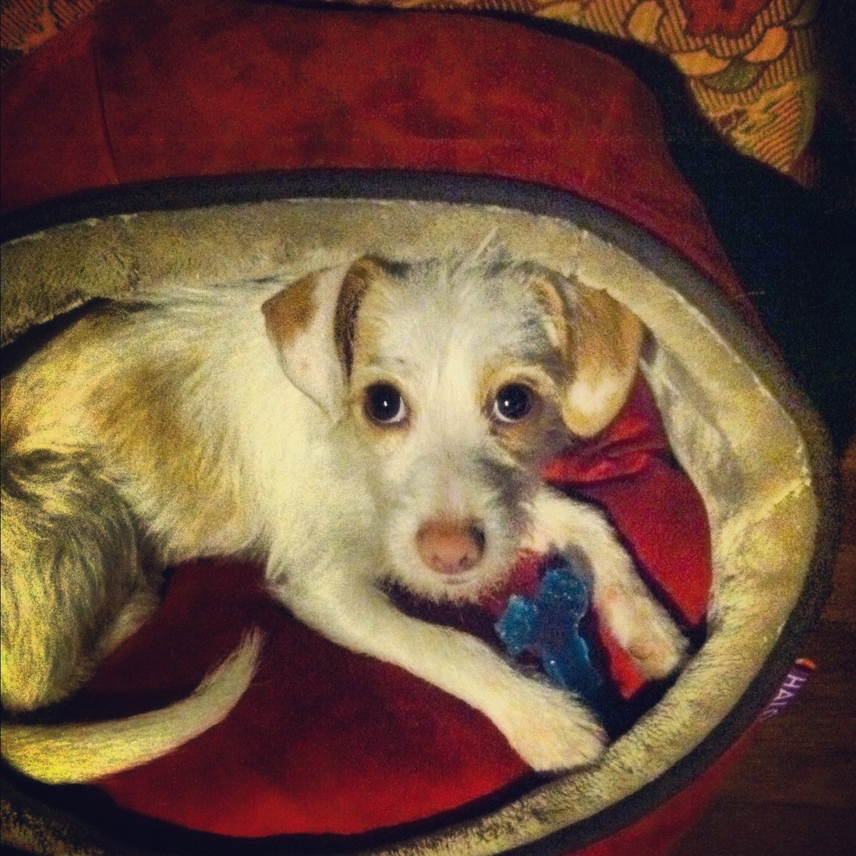 Beatrix curled up in her bed