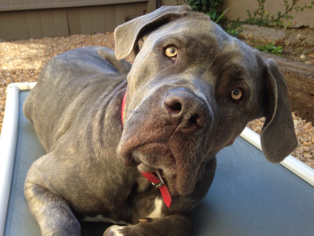 A curious Mastiff with a head tilt and floppy ears