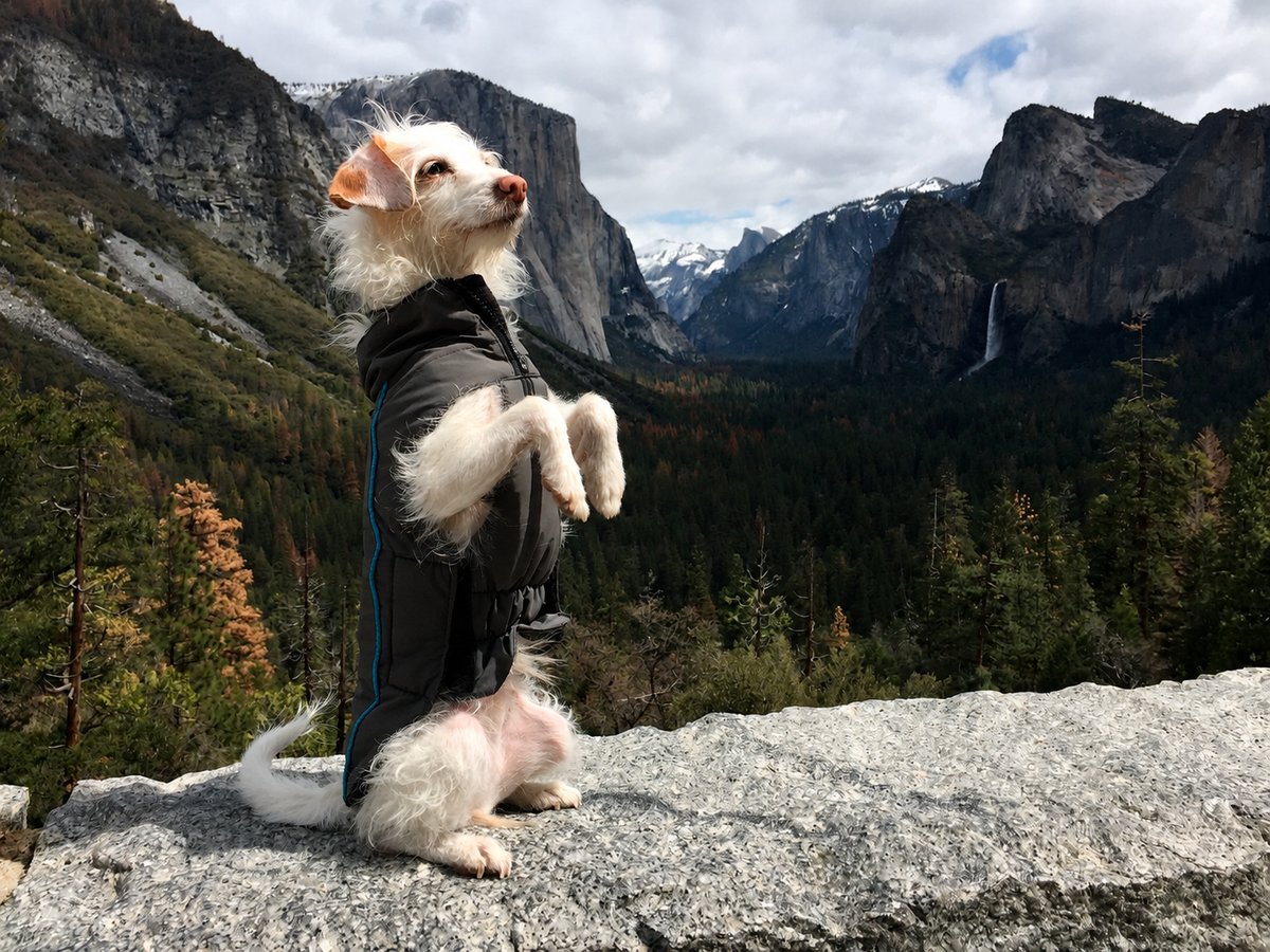 Beatrix at Yosemite