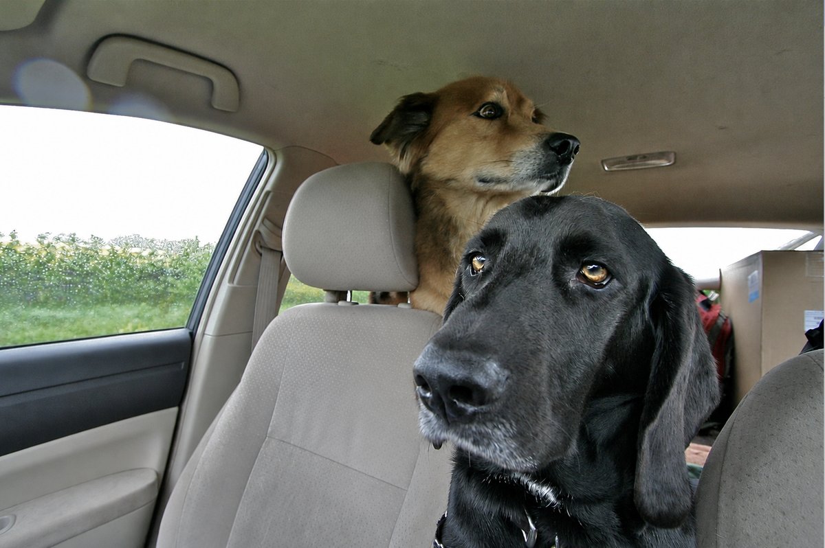 Fritz and Kodi