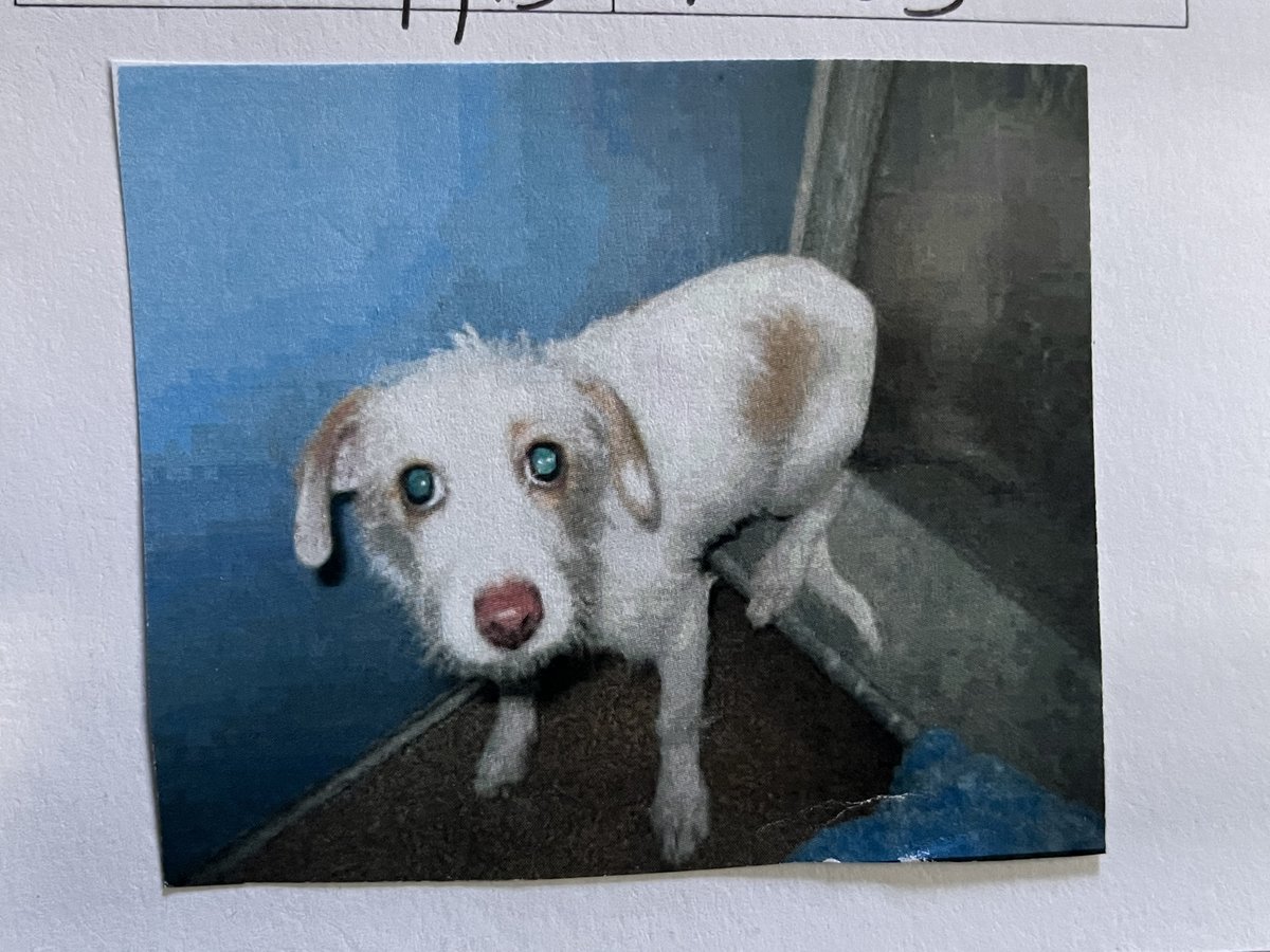 Beatrix's shelter intake photo