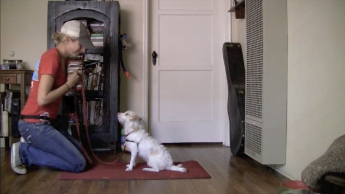 Beatrix doing mat work training