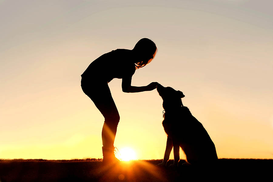 A silhouette of a girl standing outside in the grass with her pet German Shepherd Mix Dog, feeding him treats during training, in front of an orange and yellow sun setting sky.
