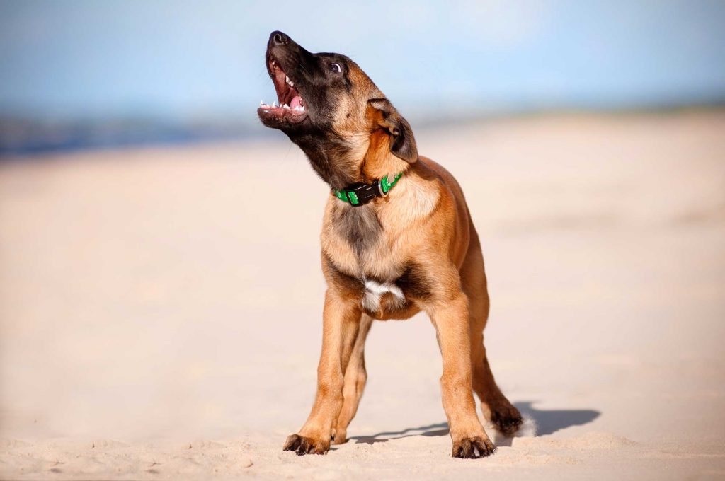 German Shepard puppy barking on a sandy beach and showing it's sharp puppy teeth