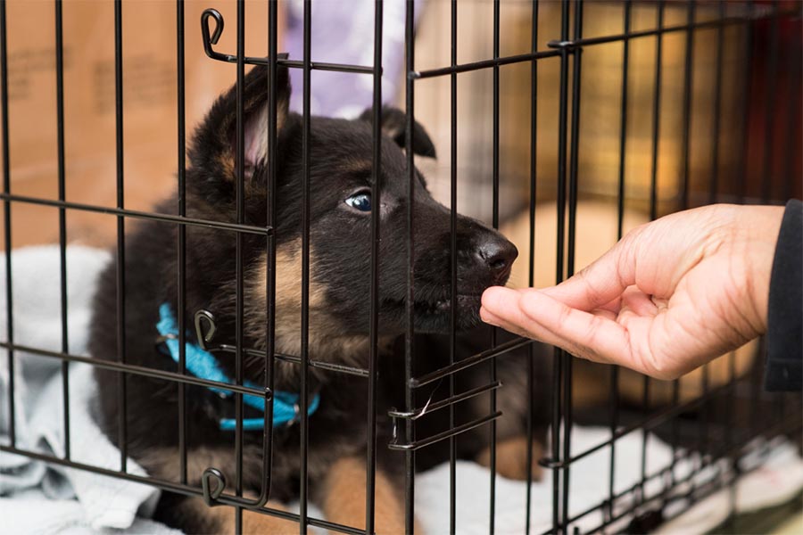 Black and brown puppy with blue collar in a dog crate with black bars while a hand feeds a treat