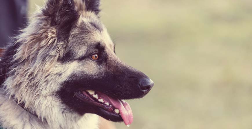 10 Things You Need to Know About Aggressive Behavior in Dogs