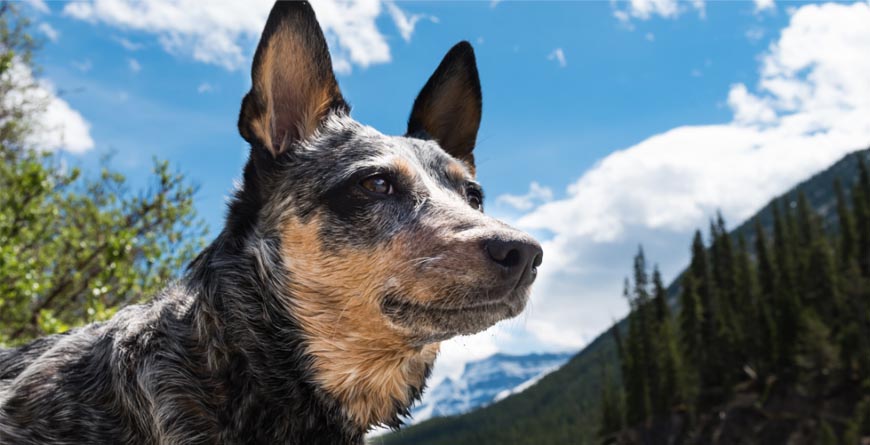 Dog Behavior Training is Like Meditation