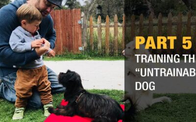 Part 5: Training the “Untrainable Dog