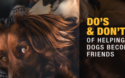 Do’s and Don’ts of Helping Dogs to Become Friends