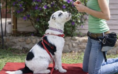 How to Calm an Overstimulated Dog: 5 Rules That Actually Work | Legends Dog Training