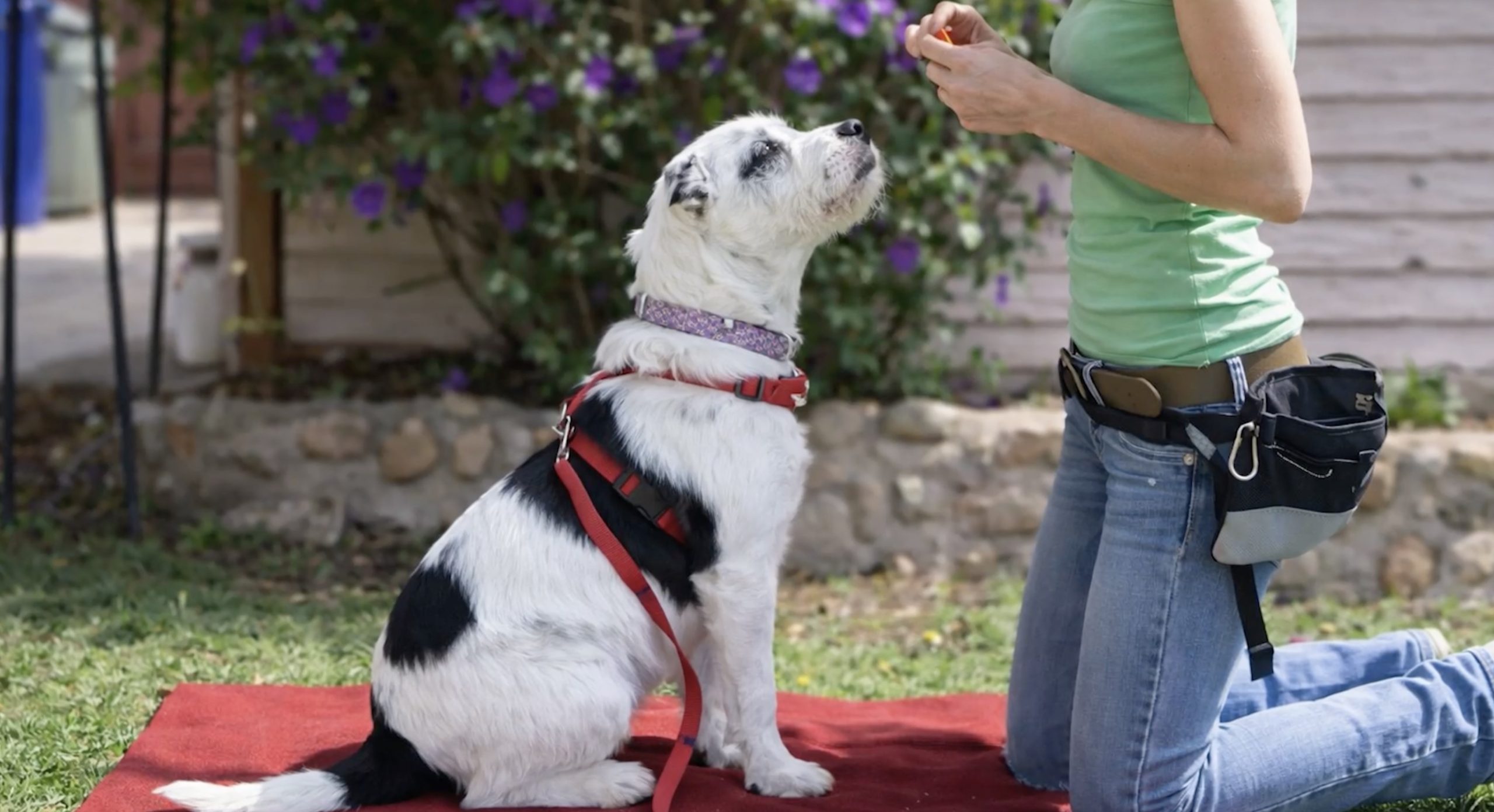 How to Calm an Overstimulated Dog: 5 Rules That Actually Work | Legends Dog Training